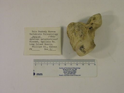 Rhinocerotidae