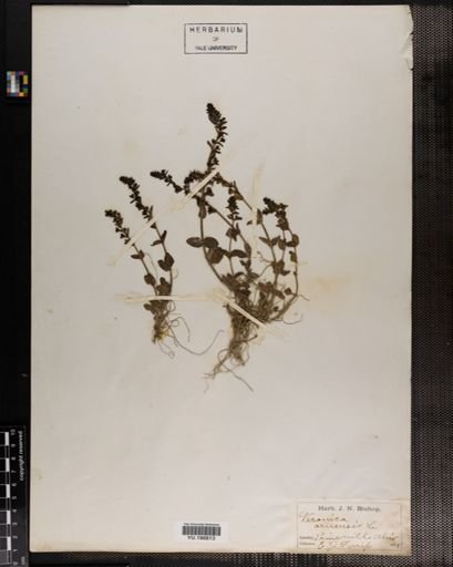 Plantae