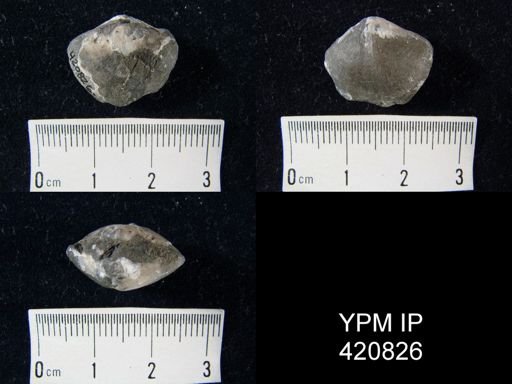 Athyris cora?