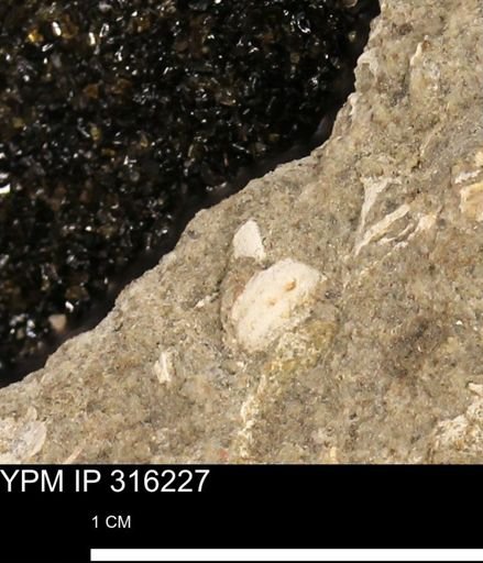 undet. Mollusca