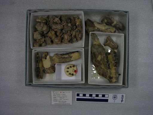 Phenacodus primaevus