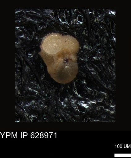 undet. Foraminiferida