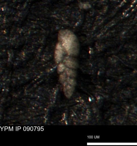 Bimonilina variana
