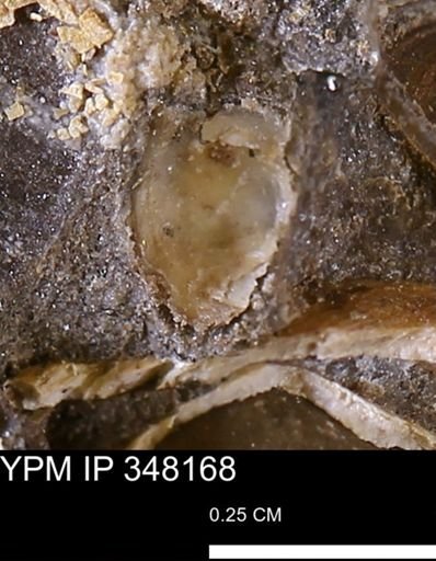 undet. Mollusca