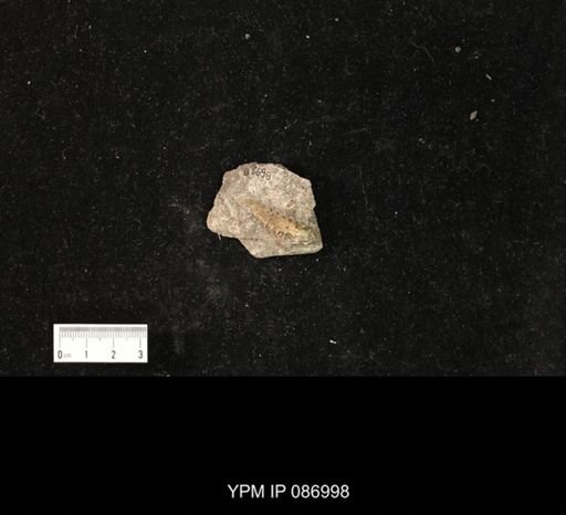 undet. Nautiloidea