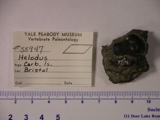 Helodus sp.