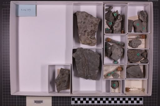 mixed taxa, stratigraphic collection