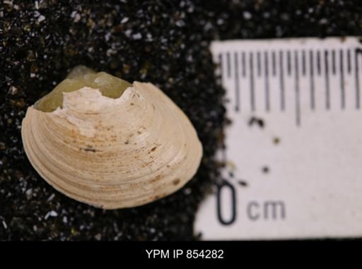 Limopsis striatopunctatus
