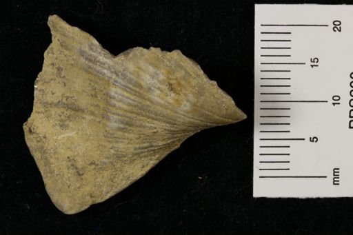 Neospirifer dunbari
