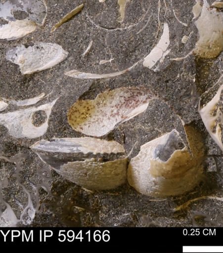 Limopsis? striatopunctatus