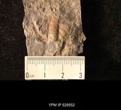 Trilobita