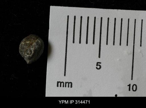 Euspira?