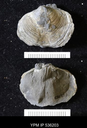 Athyris spiriferoides