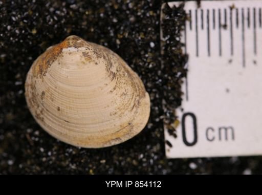 Limopsis striatopunctatus