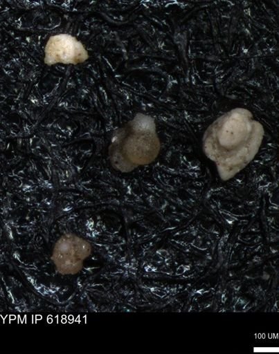 undet. Rugoglobigerinidae