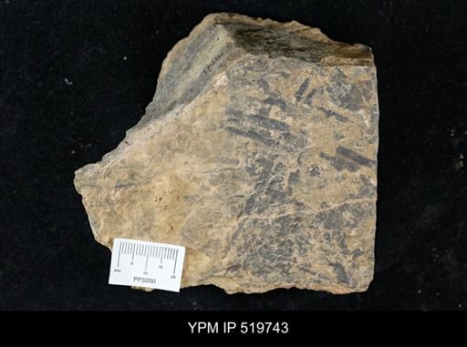 undet. Graptolithina