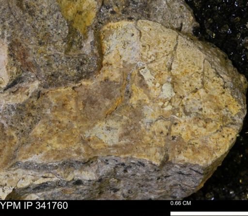 Scaphites sp.