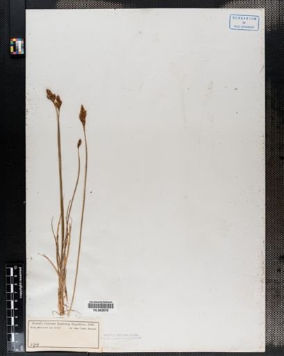 Carex