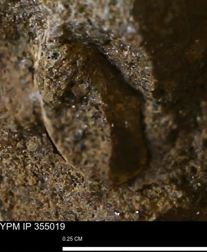 Bivalvia