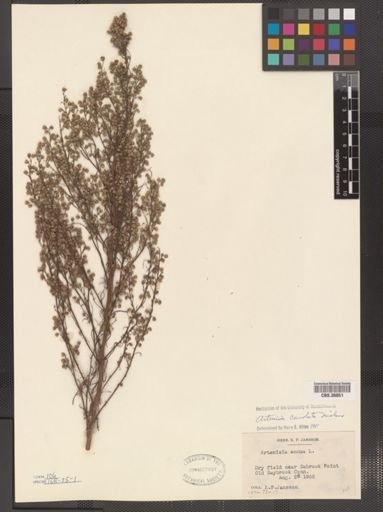 Artemisia caudata