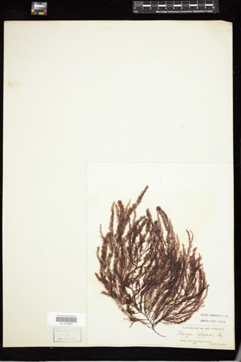 Dasya elegans