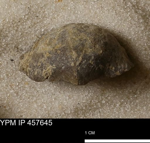 Helaspis sp.
