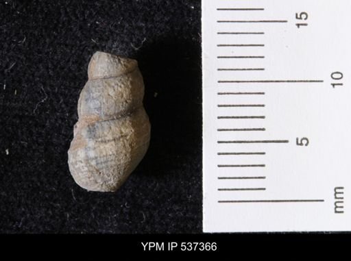 Goniobasis ortmanni
