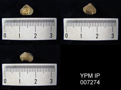 Camarotoechia neglecta