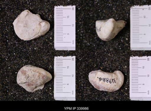 Gryphea washitaensis