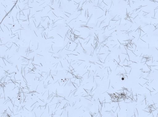 Haliclona sp.