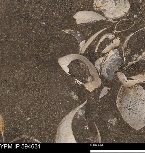 Protocardia sp.