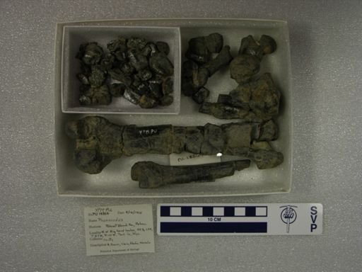 Phenacodus sp.