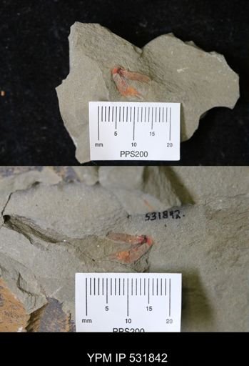 undet. Xiphosurida