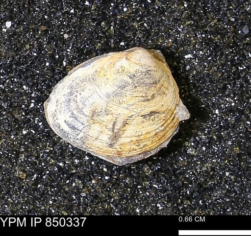Limopsis striatopunctatus