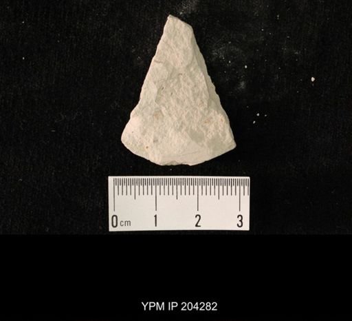 undet. Hexapoda