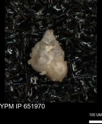 undet. Heterohelicidae