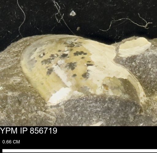 undet. Mollusca