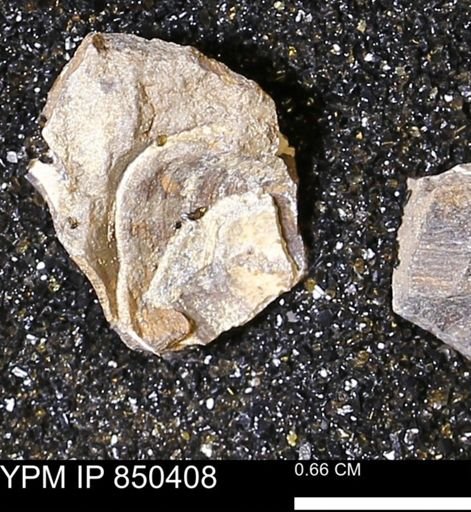 Limopsis striatopunctatus