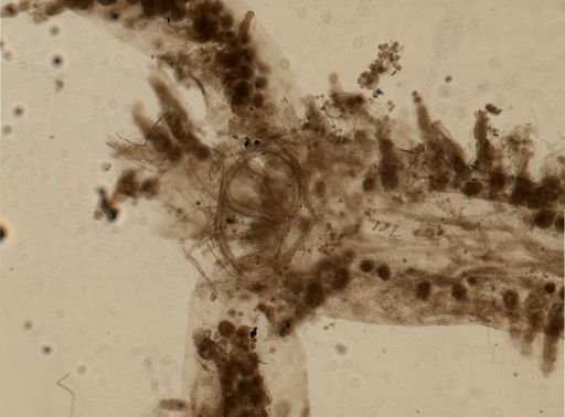 Amathia verticillata