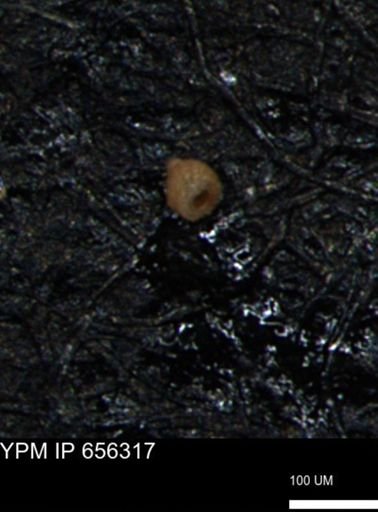 Clathrocyclas irrasa