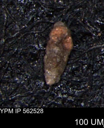 Verneuilina canadensis