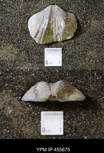 Platystrophia ponderosa