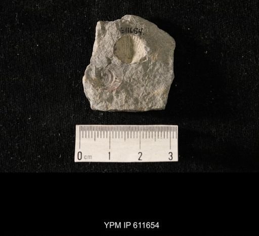 Aviculopecten sp.