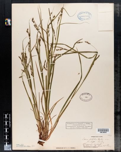 Carex debilis rudgei