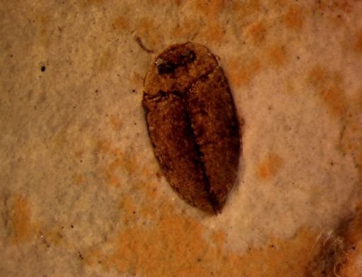 undet. Coleoptera