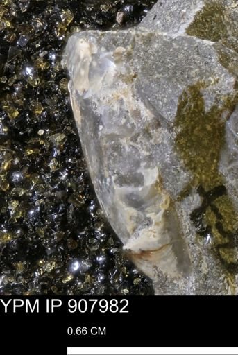 undet. Mollusca