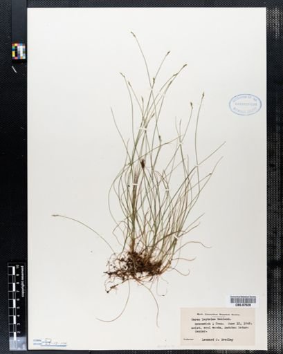 Carex leptalea
