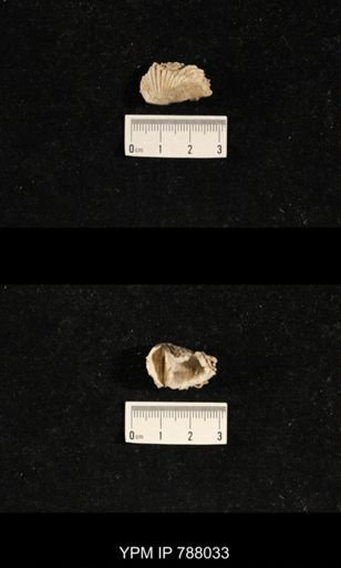 Brachiopoda