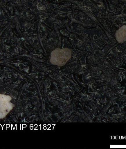 undet. Foraminiferida
