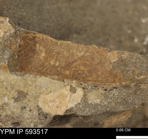 taxon undetermined